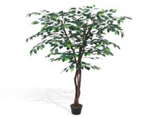FICUS